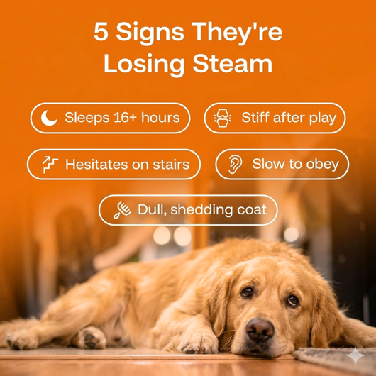 Longevity Drops — NAD+ & NMN Healthy Aging & Cellular Vitality for Dogs