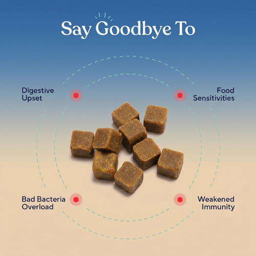 Probiotic Chews — Gut Health, Digestive Support & Immune Balance for Dogs