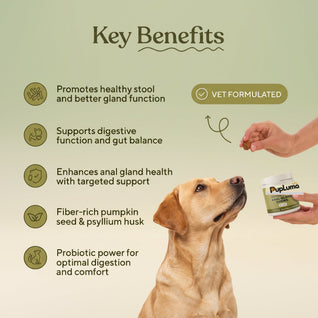 Anal Gland Chews — Scooting Relief, Gland Health & Digestive Support for Dogs