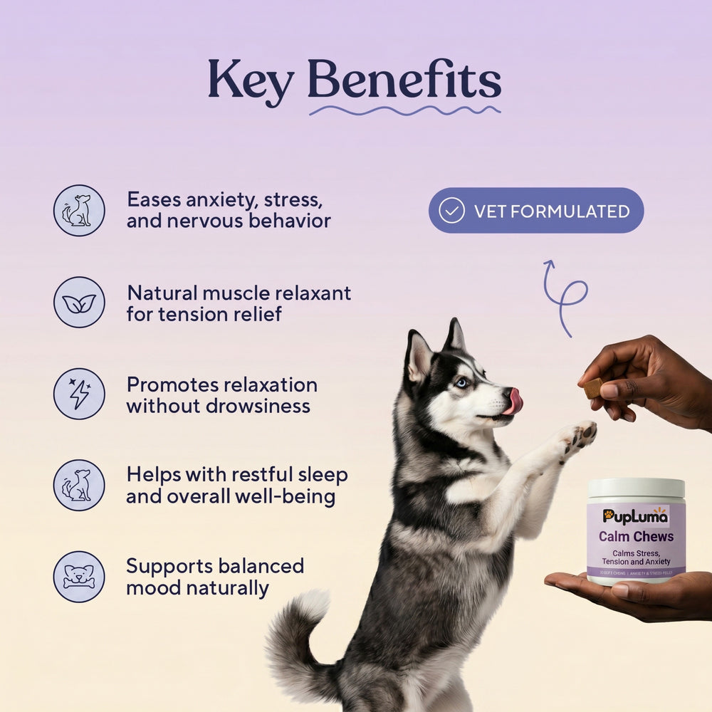 Calm Chews — Anxiety Relief & Stress Support for Dogs
