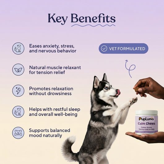 Calm Chews — Anxiety Relief & Stress Support for Dogs