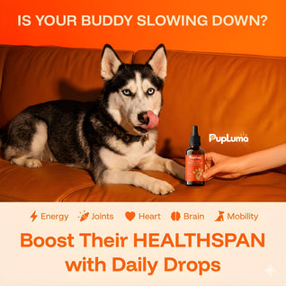 Longevity Drops — NAD+ & NMN Healthy Aging & Cellular Vitality for Dogs