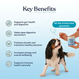 Probiotic Chews — Gut Health, Digestive Support & Immune Balance for Dogs