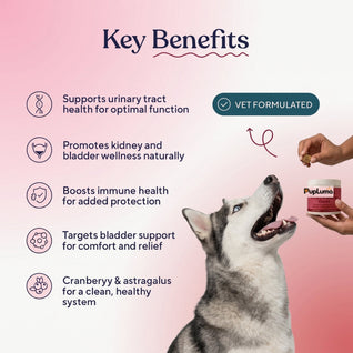 Urinary & Bladder Support Chews — UTI Relief, Bladder Health & Urinary Defense for Dogs