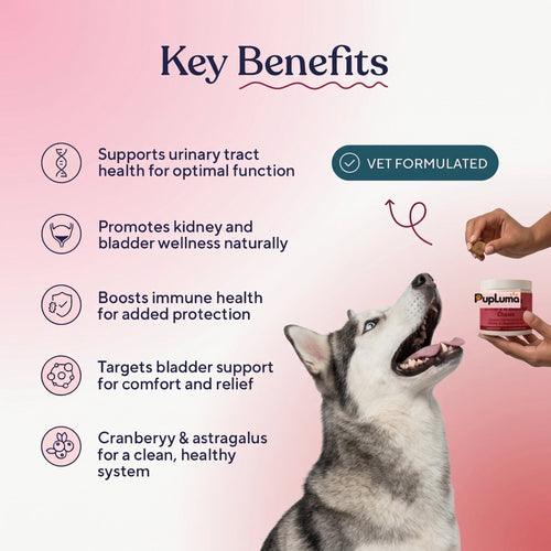 Urinary & Bladder Support Chews — UTI Relief, Bladder Health & Urinary Defense for Dogs